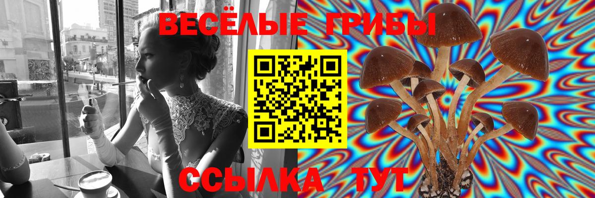 Галлюциногенные грибы Psilocybine cubensis Калининград